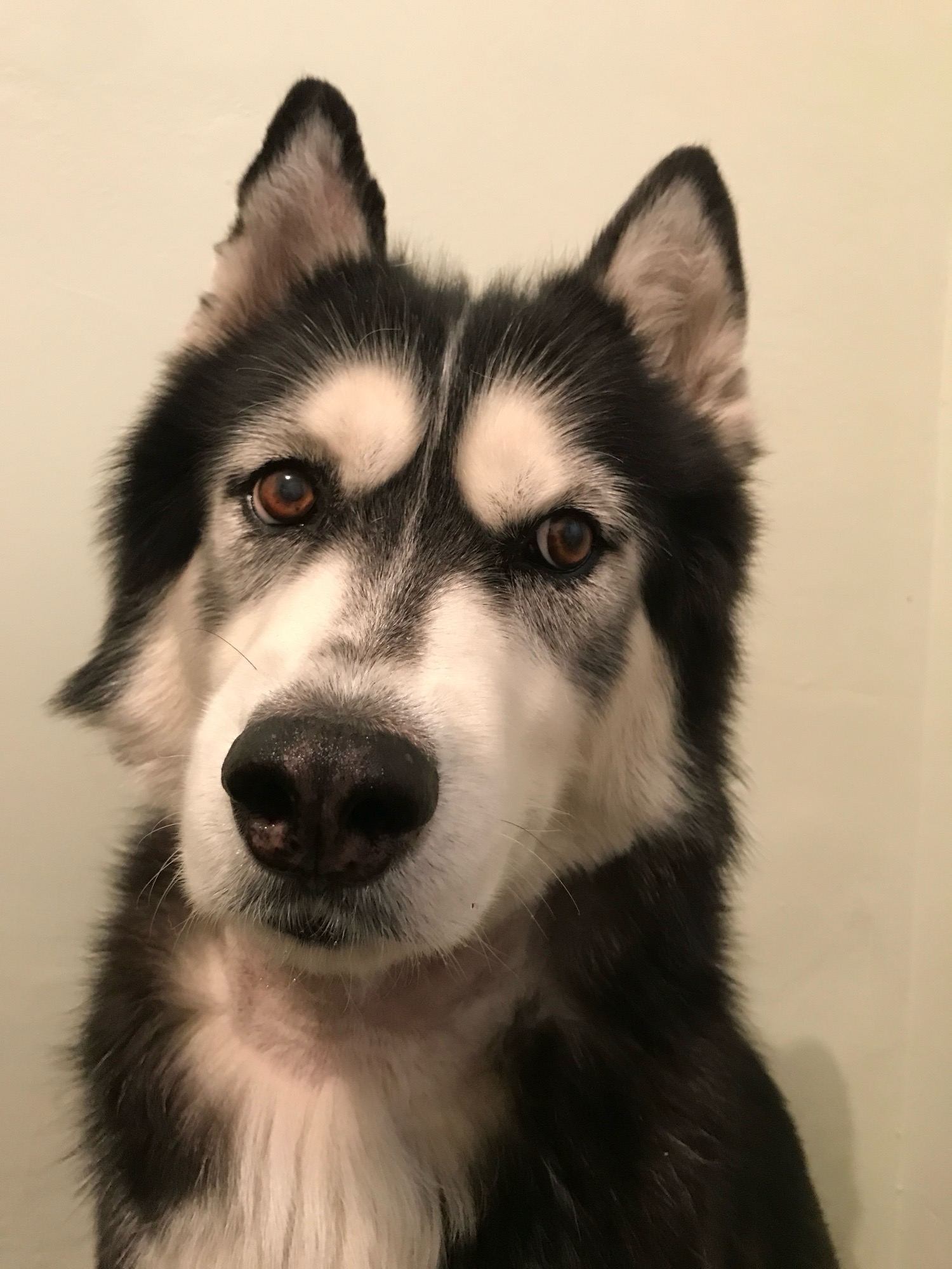 Candy, Chief Happiness Officer