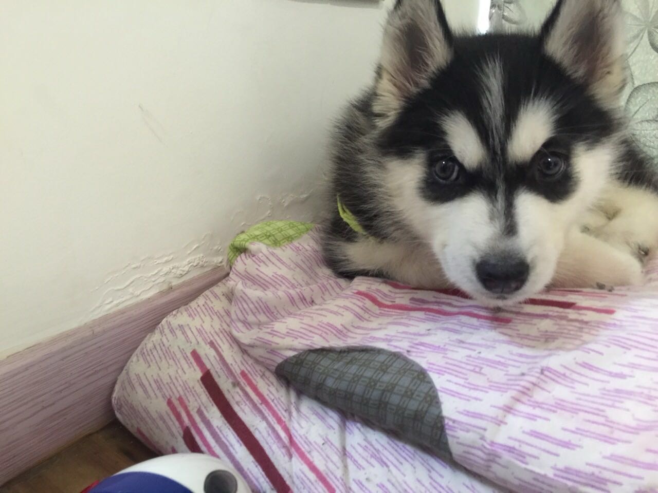 Candy chiot