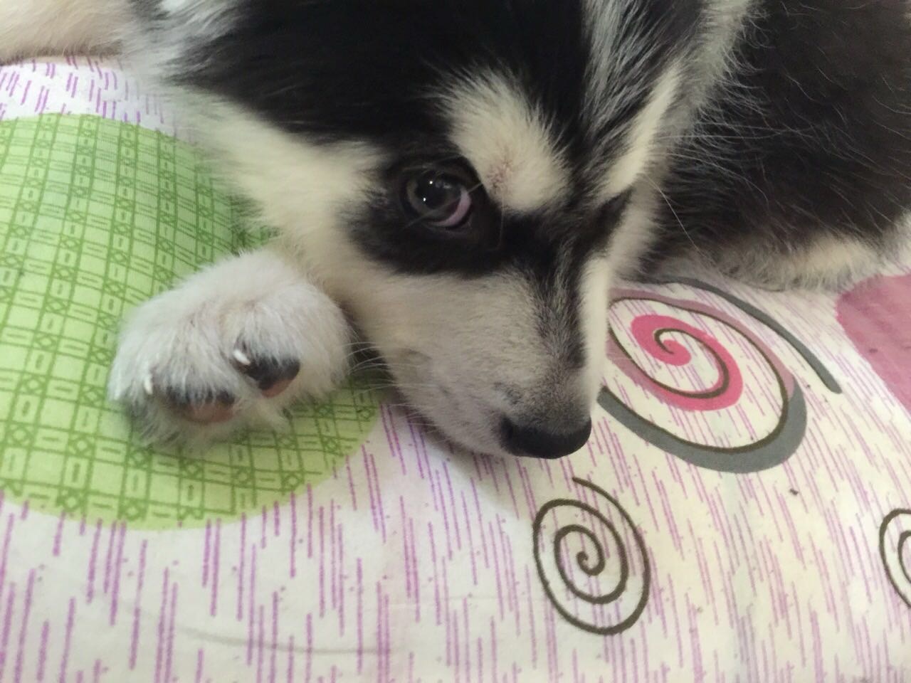 Candy chiot