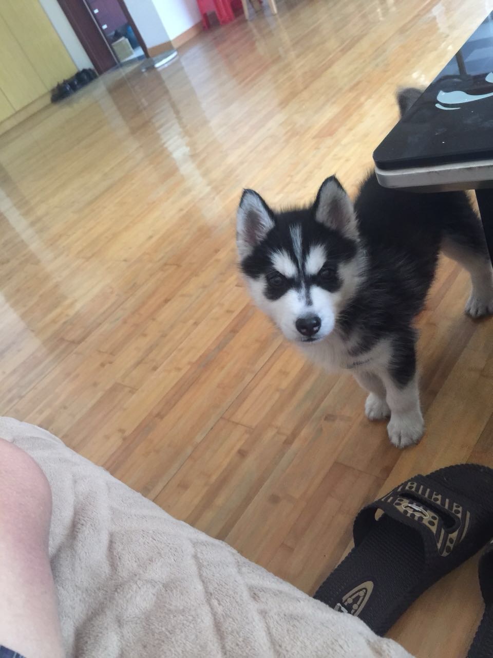 Candy chiot